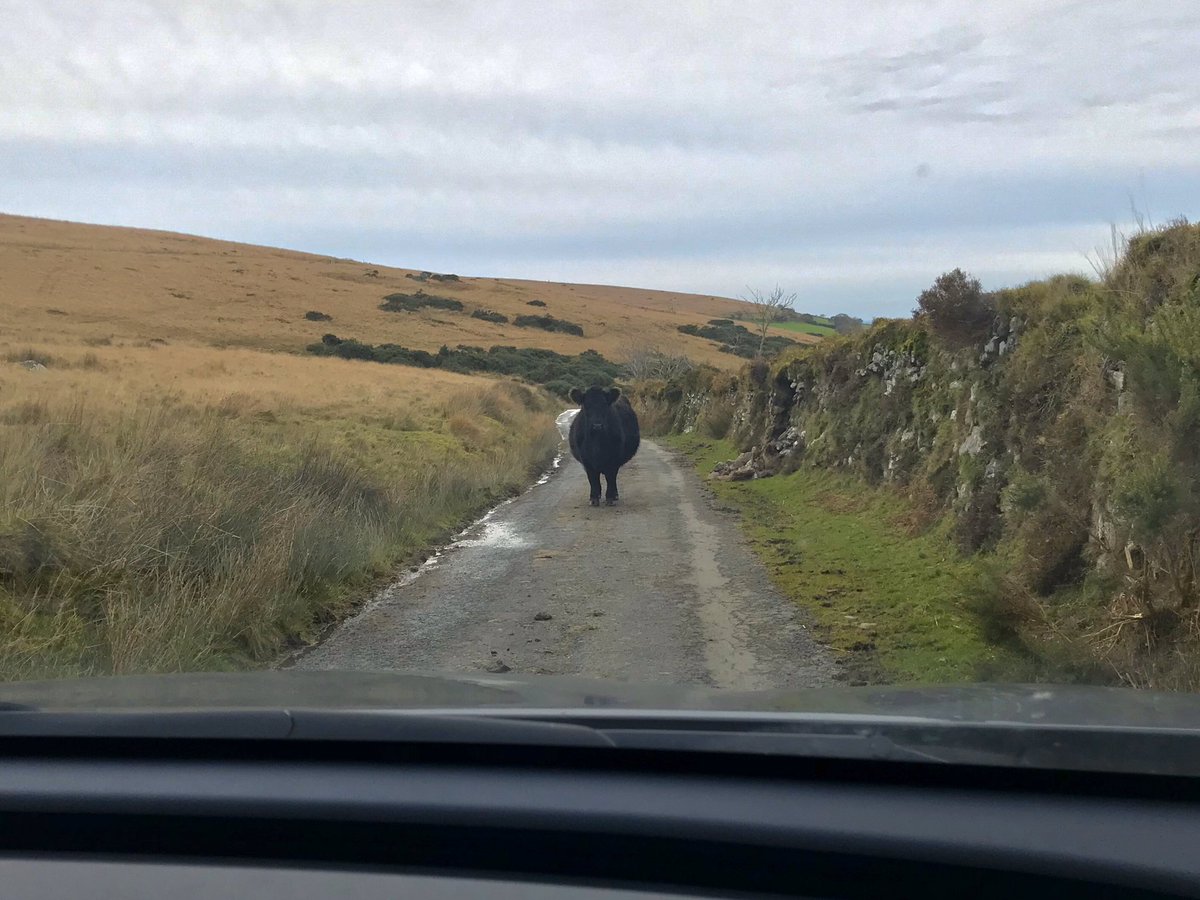 MatthewTaborda's tweet photo. [eyes narrow] “I see you’ve played chicken before...”
@dartmoornpa #lifeindevon https://t.co/MmLf9cotXo