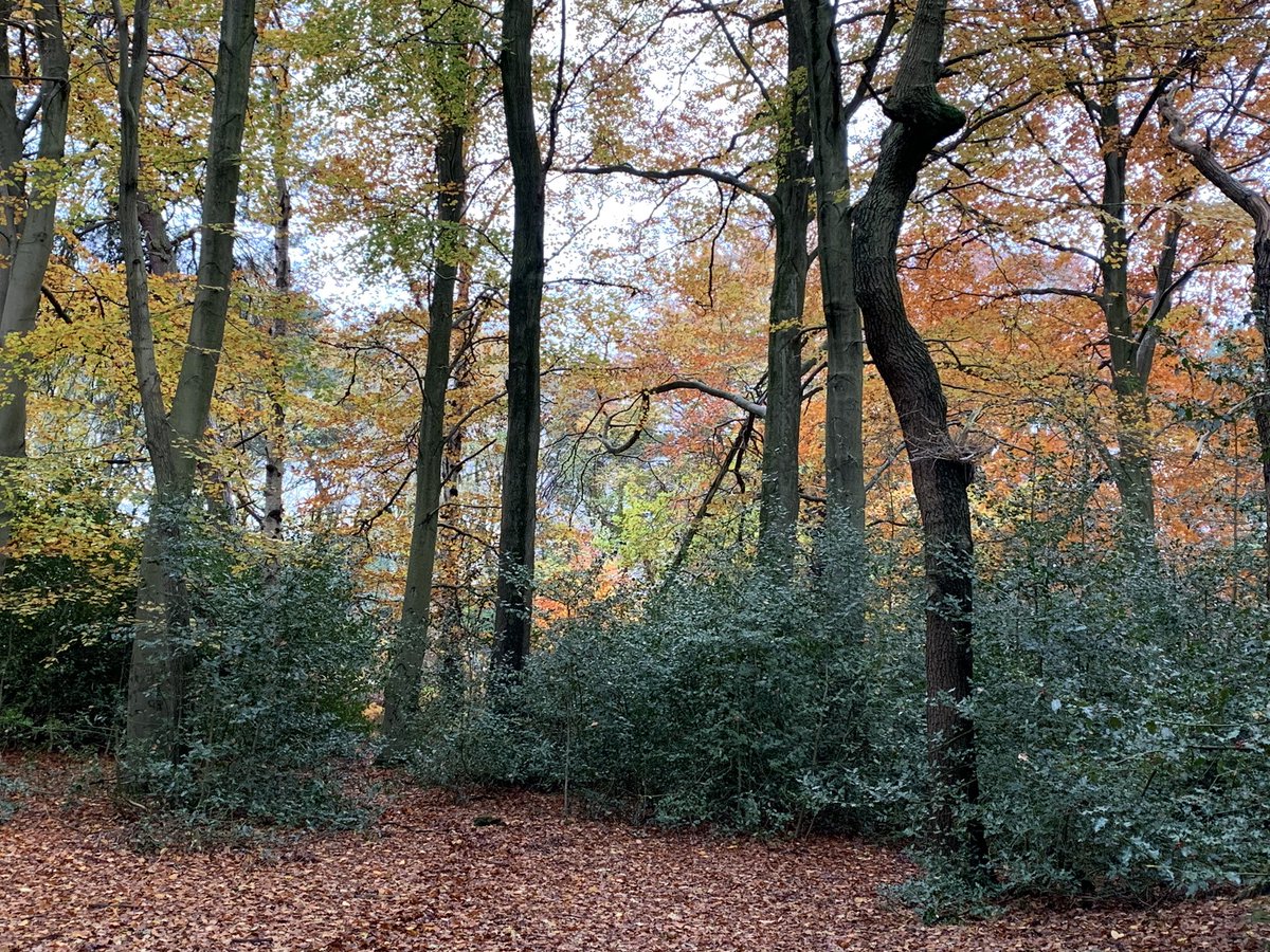JaneEFindlay's tweet image. A day in the woods is good for the soul #healinglandscape. Everyone should have access to #greenspace
