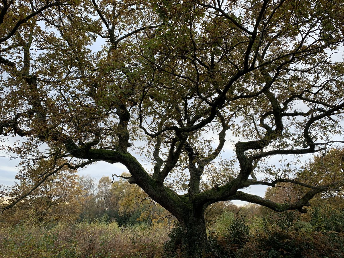 JaneEFindlay's tweet image. A day in the woods is good for the soul #healinglandscape. Everyone should have access to #greenspace