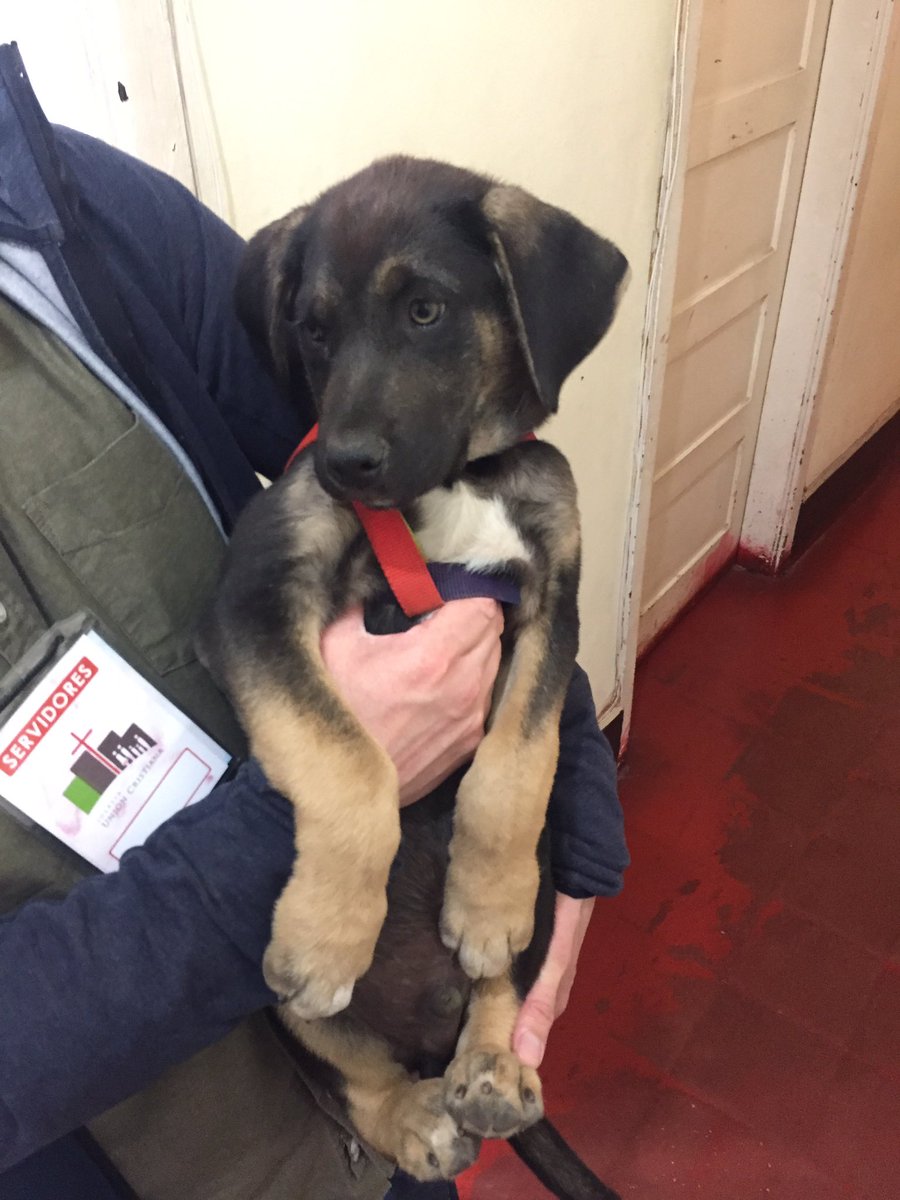 cris__paulus24's tweet photo. @AlertaNoticiasV @sitiodelsuceso 
Perrito perdido en Viña

Lo tenemos en Echevers 42 al lado del Estero (Iglesia Union Cristiana)

#perroperdido #viña #viñacentro #perritoperdido https://t.co/csiu4VIgtZ