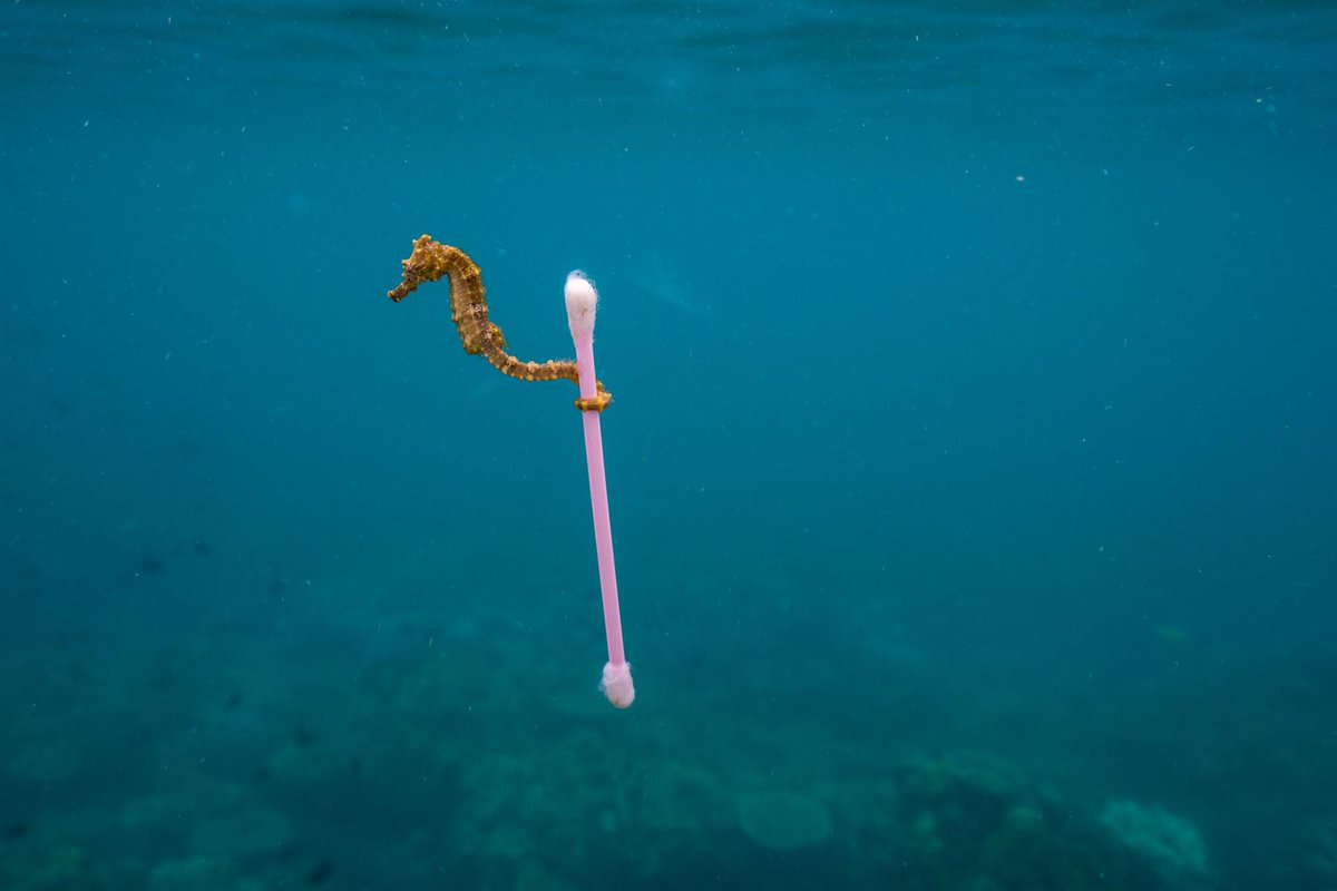 EcoTIC4's tweet photo. Para desplazarse con las corrientes, los caballitos de mar se aferran a algas u otros detritos naturales. En las aguas contaminadas de la isla de Sumbawa, este ejemplar se agarró a un bastoncillo de plástico. «Ojalá esta foto no existiese», dice el fotógrafo Justin Hofman. https://t.co/nyvT4ORHvs