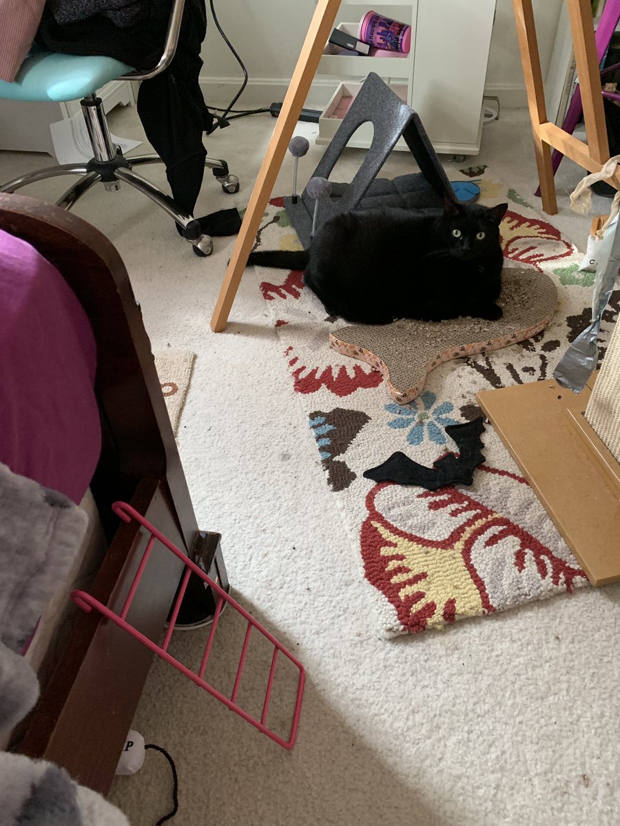 olivefieri's tweet image. my fat (20 lbs) cat has trouble getting onto my bed so my mom said she had a little ladder she’d put in my room for the cat..... not sure how she thought this was gonna work lmao