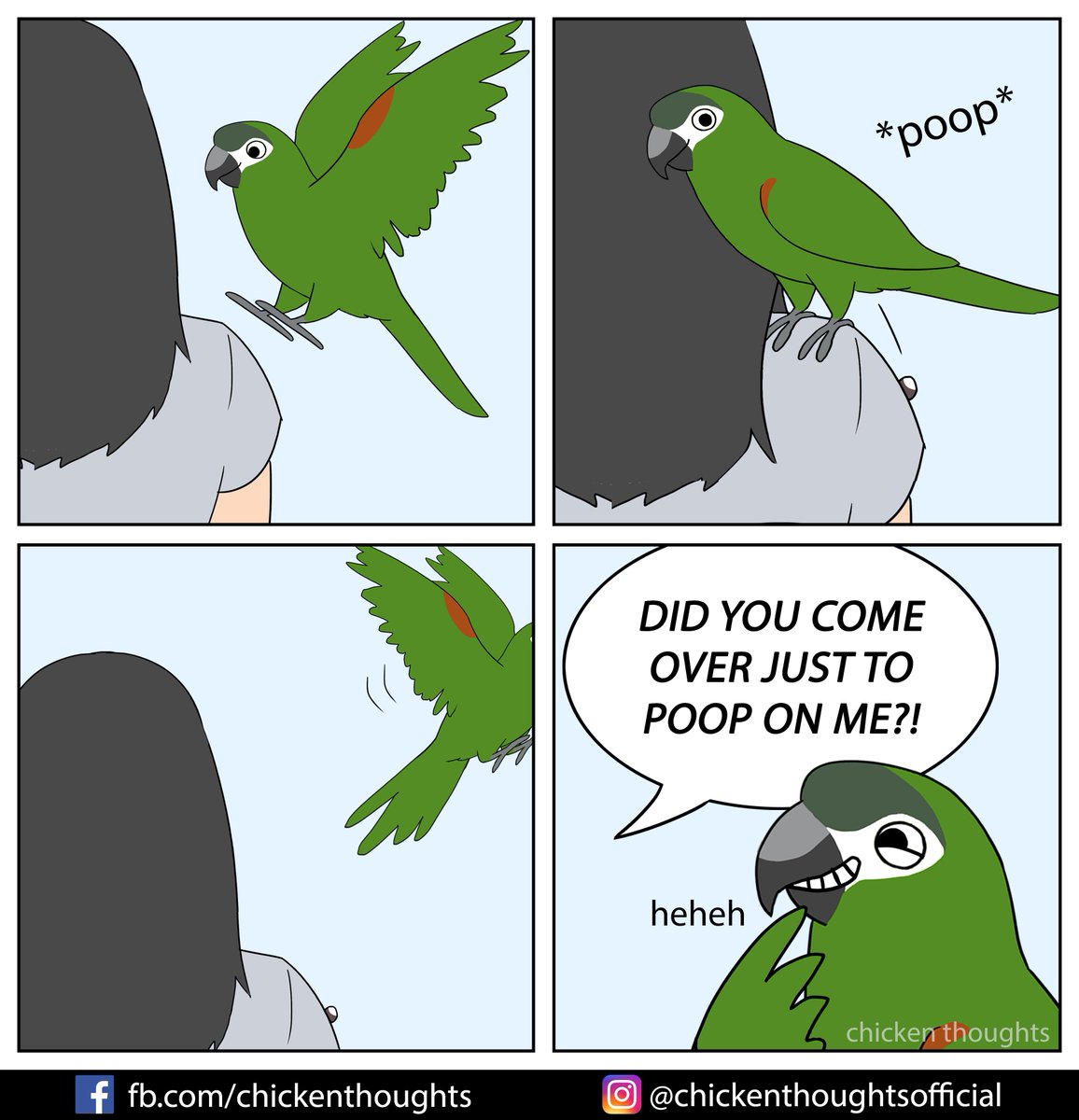 ChickyThoughts's tweet image. Featuring Nico! fb.com/ParrotAteMyHom…