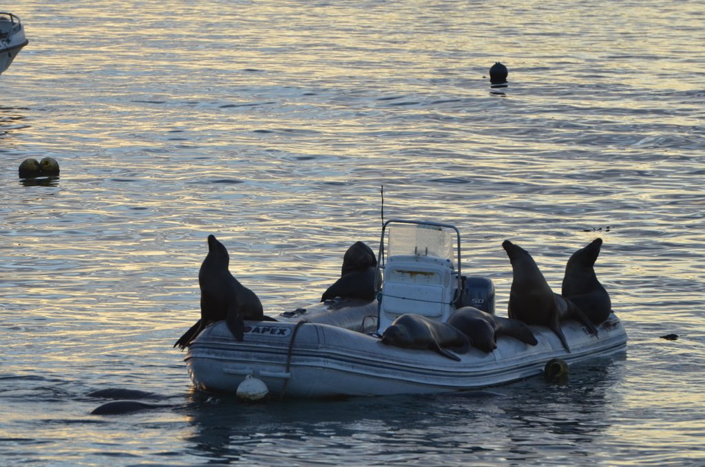 For this #SeaLionSunday we found some stowaways. Anyone else think this boat might be over-capacity? 😂