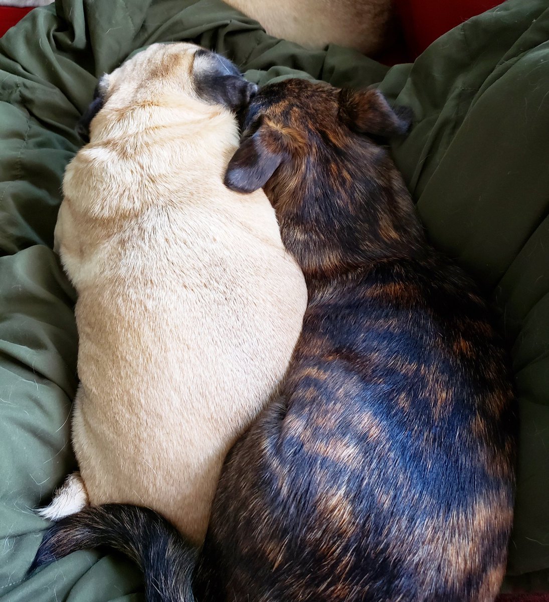 funaek's tweet photo. Monkey is like a liquid. She just pours herself into whatever spot she's determined to get into! #rosyposy #monkadoodledoo #floppityears #monkeylovesrosy https://t.co/o5TsV1NX4l