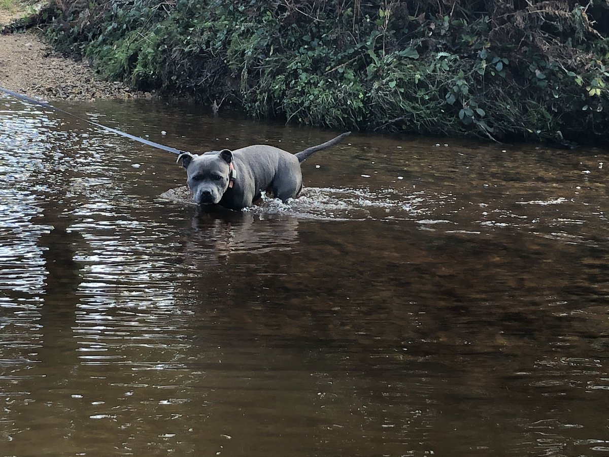 Sunday’s are made for long walks but I still can’t resist ANY body of water! #staffordshirebullterrier #dogsoftwitter #staffie #staffy #bluestaffie #sundayfunday #forest #forestwalks