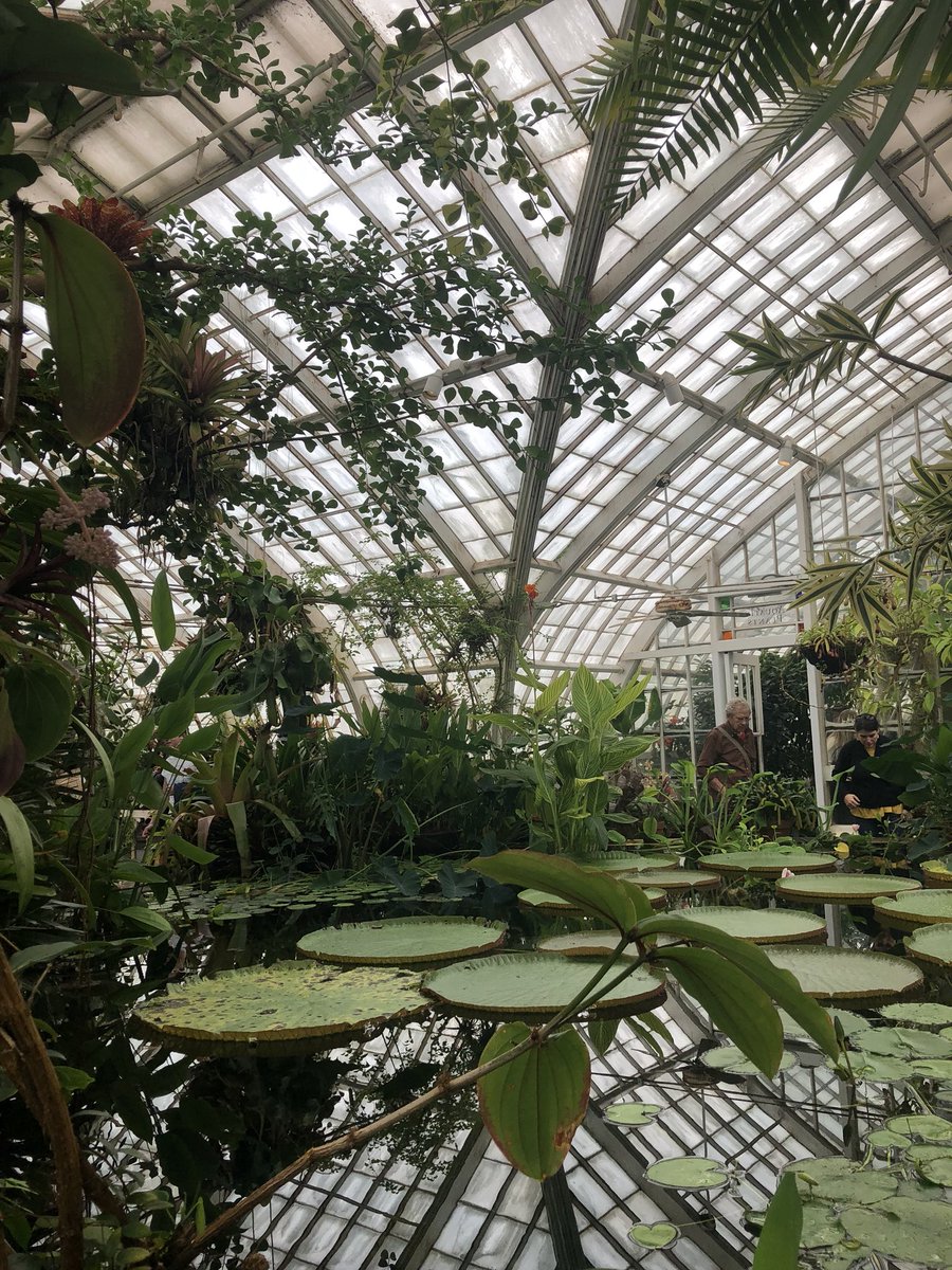 santanabellas's tweet image. conservatory of flowers