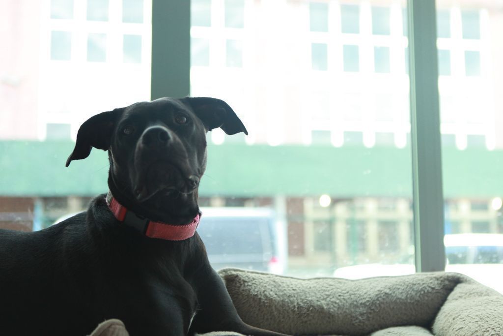 Stella the model 🐶💁🏻‍♀️
#dogspot #dogsofdogspot