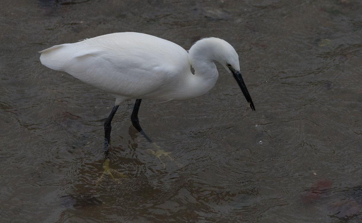 AdeLudlam's tweet photo. Little Egret catching prawns in the Looe River, Looe, Cornwall. Amazing eyesight & dexterity enabled this bird to catch several in low light, rain & strong wind.
@CwallWildlife @Natures_Voice @moments_in_looe #BBCWildlifePOTD #TwitterNatureCommunity #NikonD750 #ISO2200 #nature https://t.co/deCQoLzb6Z