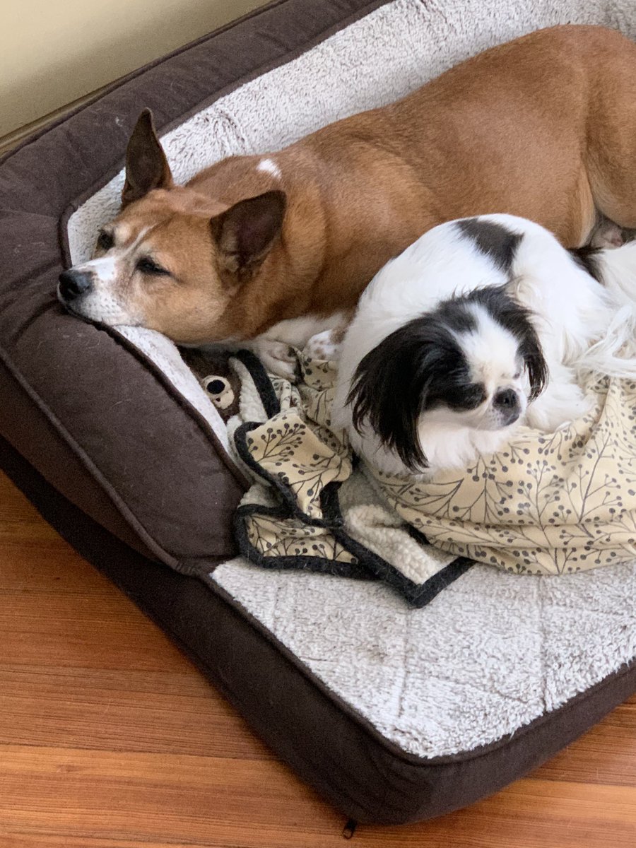 mjackchilds's tweet photo. Naps. https://t.co/SUfswXC81W