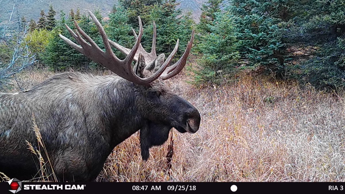 This bull was very busy this fall: I have pictures of him with my camera, my phone and now with one of my game cameras.  That said, I’m still not tired of seeing him.#StealthCam #Alaska #Moose