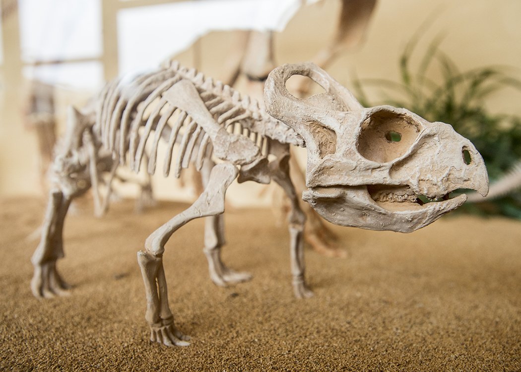 Dinosaur siblings at <a href="/SIUC/">SIU Carbondale</a> have names, thanks to a school in northern Illinois. SIU students voted to name the three Protoceratops Sachi, Ido and Ulla. They are displayed in geology in the company of their mother, Nanu. A school in Cary suggested the names. #ThisIsSIU #Geology