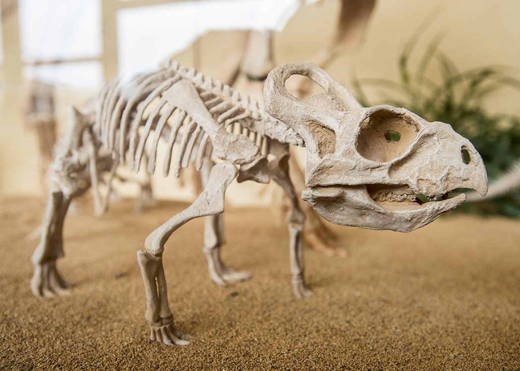 Dinosaur siblings at @SIUC have names, thanks to a school in northern Illinois. SIU students voted to name the three Protoceratops Sachi, Ido and Ulla. They are displayed in geology in the company of their mother, Nanu. A school in Cary suggested the names. #ThisIsSIU #Geology