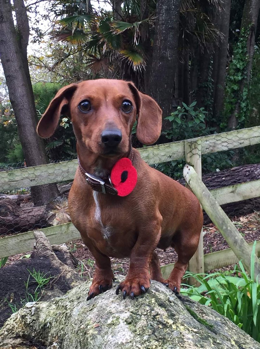 For all those brave men and women who fought and died for our freedom. 
We shall remember them.

#Scillies #IsleOfScillysParking #WeShallRememberThem