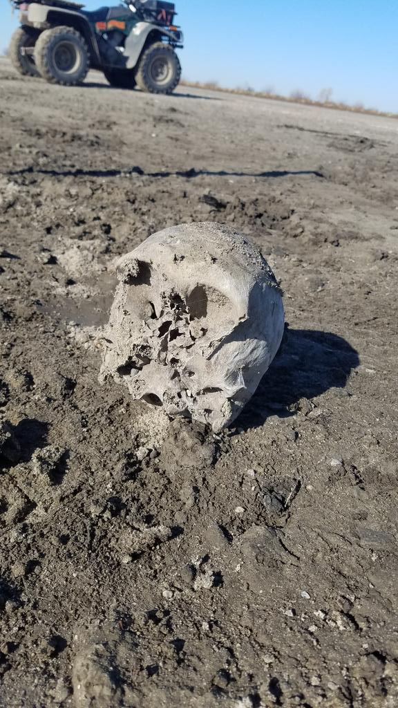 riverrat090's tweet photo. Weird find while searching by a Missouri River scour hole created this year when a levee broke and flooded. I was looking for mastodon, bear or bison bones. Was happy to find part of a petrified deer skull
Then I stumbled across a HUMAN SKULL 😱💀 #humanskull #MissouriRiver https://t.co/hHepXfF57G