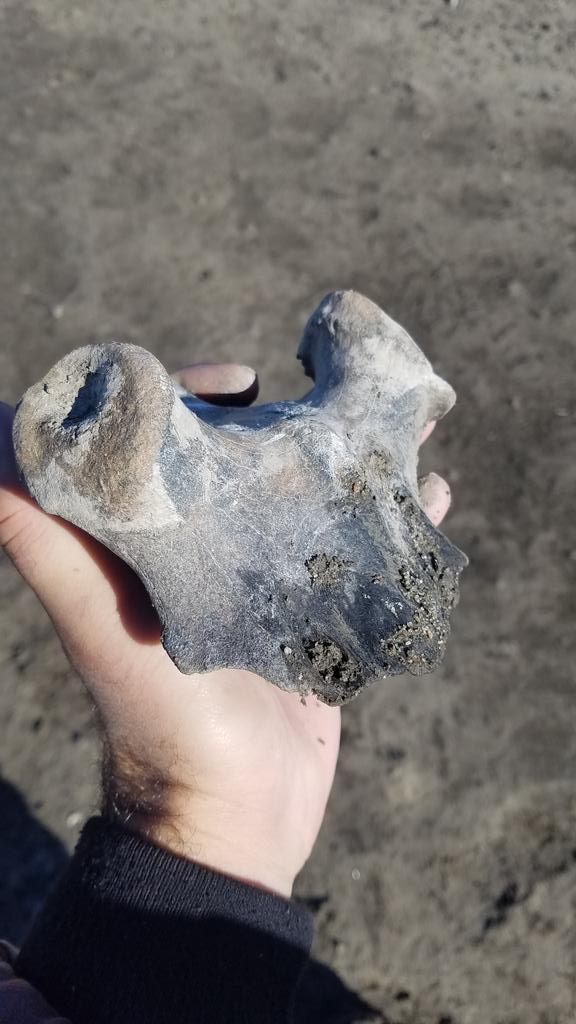 riverrat090's tweet photo. Weird find while searching by a Missouri River scour hole created this year when a levee broke and flooded. I was looking for mastodon, bear or bison bones. Was happy to find part of a petrified deer skull
Then I stumbled across a HUMAN SKULL 😱💀 #humanskull #MissouriRiver https://t.co/hHepXfF57G