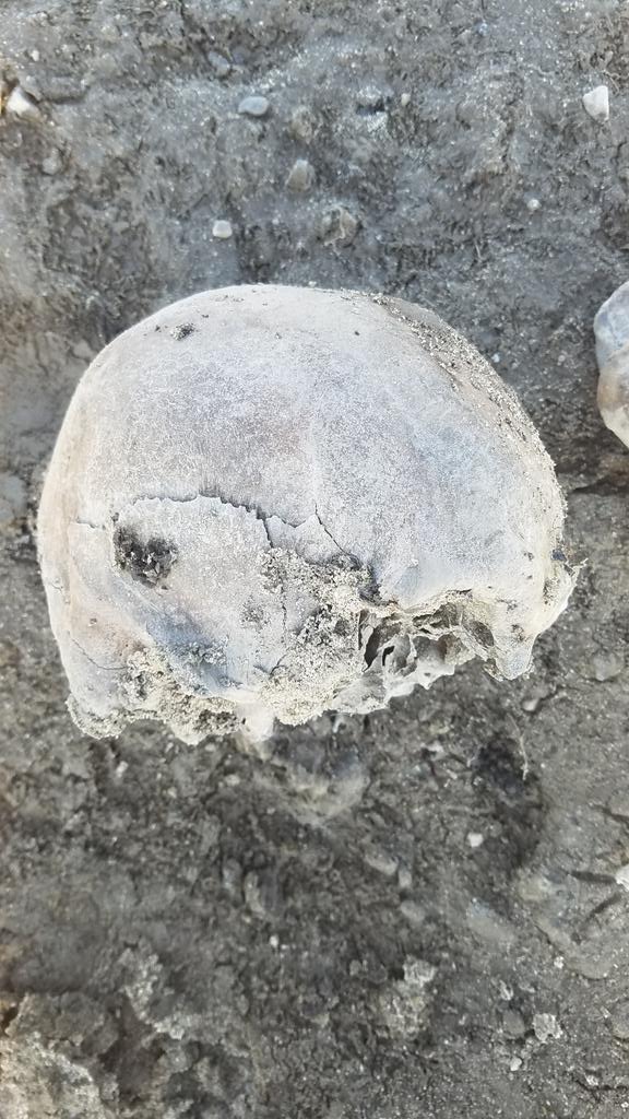 riverrat090's tweet photo. Weird find while searching by a Missouri River scour hole created this year when a levee broke and flooded. I was looking for mastodon, bear or bison bones. Was happy to find part of a petrified deer skull
Then I stumbled across a HUMAN SKULL 😱💀 #humanskull #MissouriRiver https://t.co/hHepXfF57G