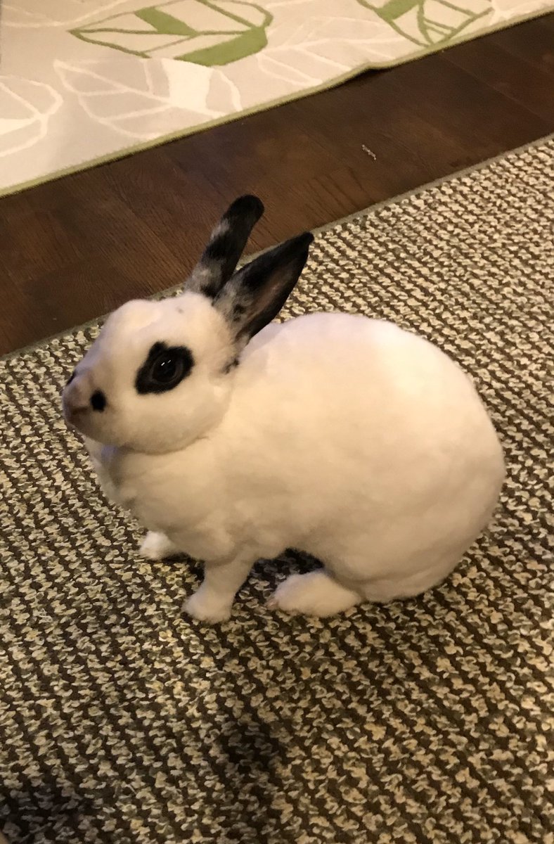 うさぎのパンダ様専用