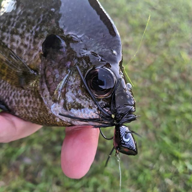 troutrageous1's tweet photo. Poppin bugs... #flyfishing #bluegill #florida #saintjohns #booglebug https://t.co/mi6WSdTFzb https://t.co/hfA3IylRHn