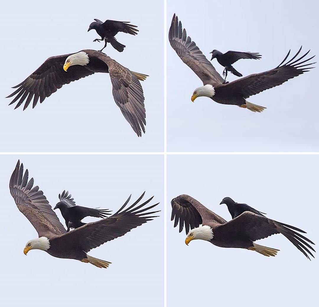 Comment tu vois les utilisateurs de trottinettes qui montent dans le tram :