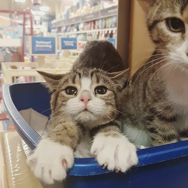 Salmon is stretching getting ready for a big day looking for a forever home! Vist adoptable kittens in store on Stavanger for the last day of our National Adoption Weekend!! #nationaladoptionweekend #newfoundland #StJohns #PicMe @spcastjohns #adoptlove #… ift.tt/32yGnDp