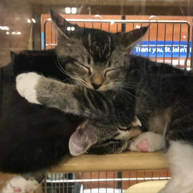 Today’s the last day of our #adoption weekend, so come in and find your new cuddle buddy!  With the @spcastjohns we have been able to find a large amount of homes for our furry friends.  Don’t miss out on finding your new best friend today! 
#afoptions #… ift.tt/33DeuLK
