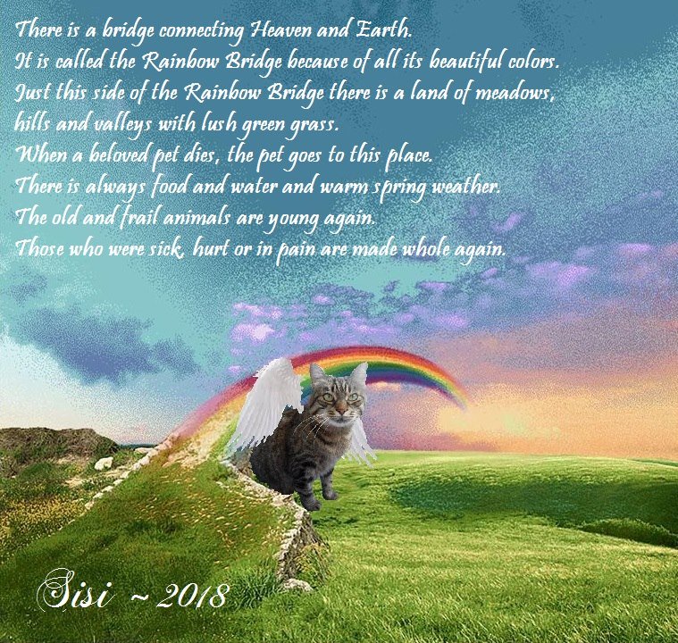 marillion13's tweet photo. @iammoshow My angel Sisi who crossed the bridge on January the 5th of last year with progressed dementia & zero quality in life at the age of 15 3/4 years was one of the 1st angels who welcomed #TaliTheLover: https://t.co/i8iw8VoFyX