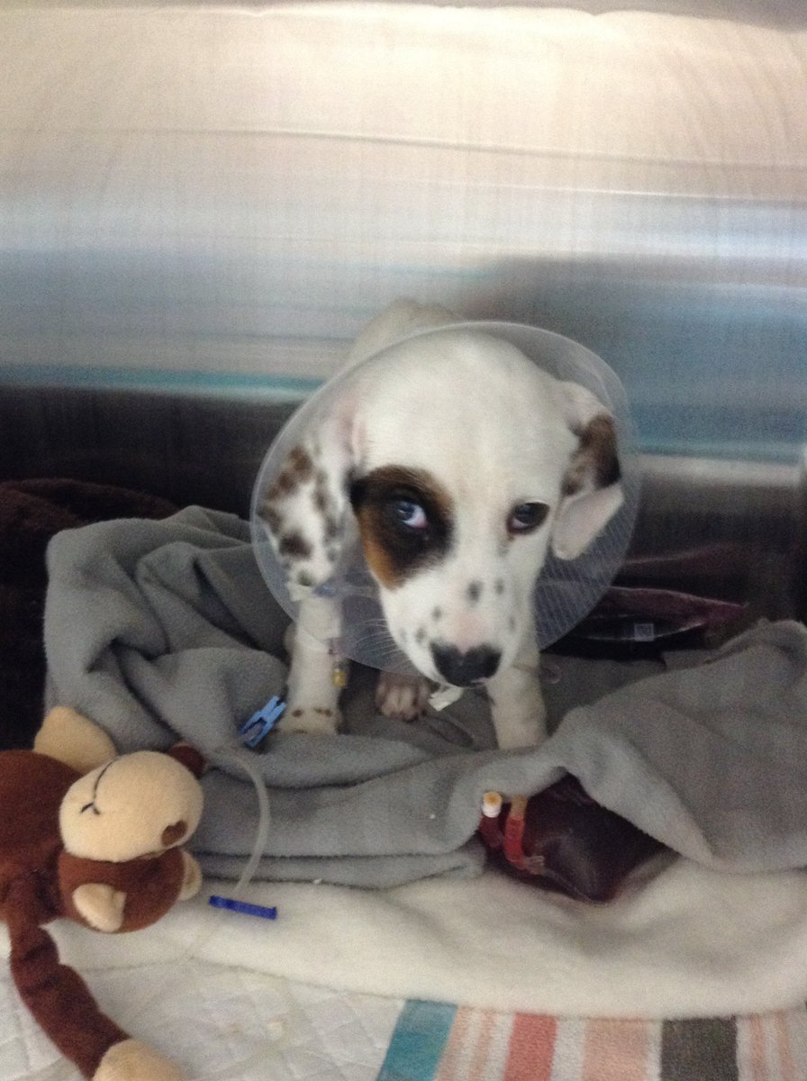 Do you remember Zuber, was adopted by 
<a href="/lisa_m_228/">Yes, yes I am an ANTIFA liberal bot #ViveLeCanada!</a>❓He is a #PalmValley survivor, was vaccinated &amp; nevertheless was suddenly very ill &amp; taken to an emergency vet clinic, parvo was diagnosed 😭The costs are unbelievably high,🙏help if you can spare a $ paypal.me/toofastbikesya…