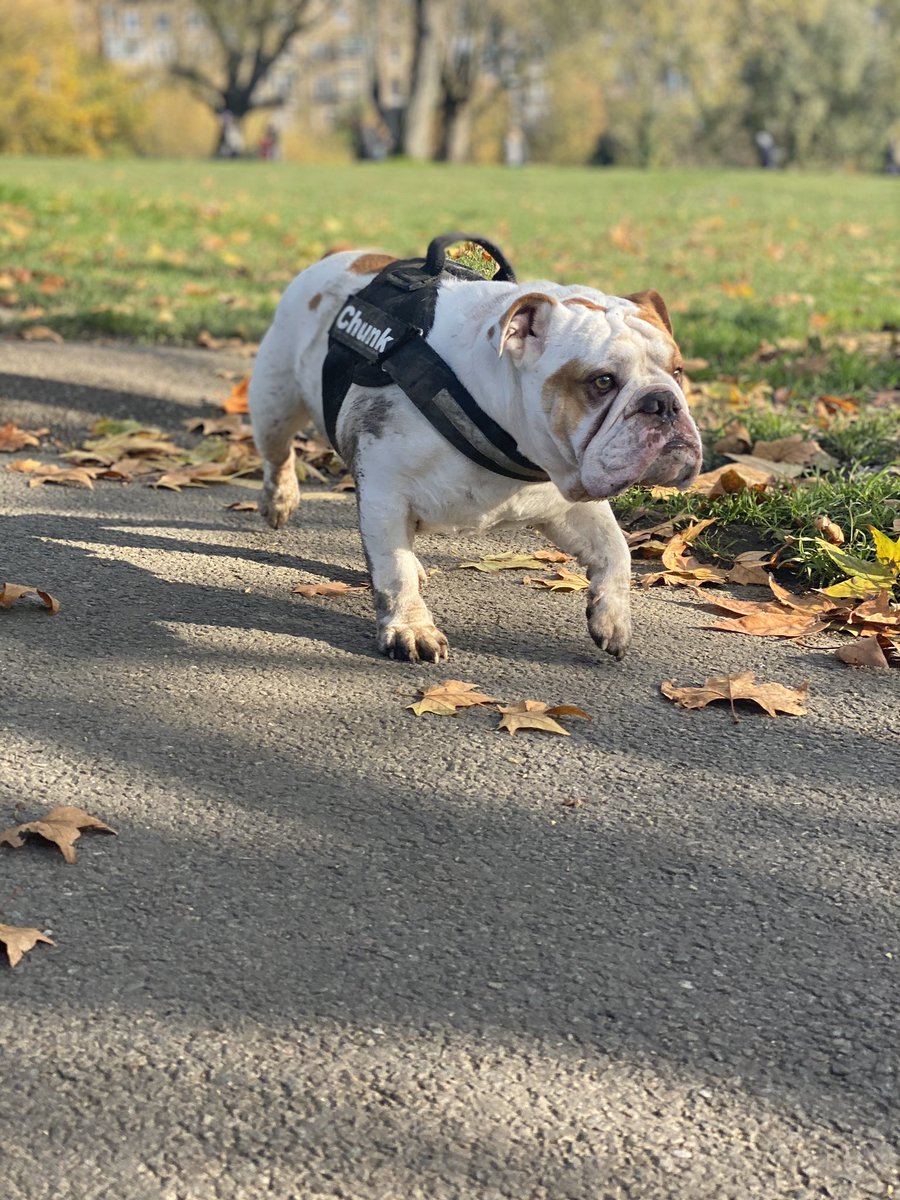 When you have to get your lead on to go home 😩😩😩
#offlead #bulldog #DogsofTwittter