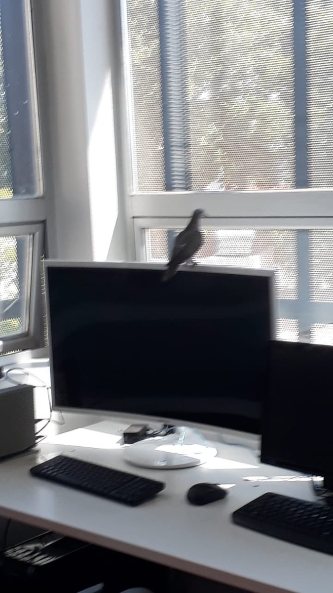 paulimgonzalez's tweet photo. There is a pigeon inside the lab. Surely will get published before me. https://t.co/vLFcjg7aJ4