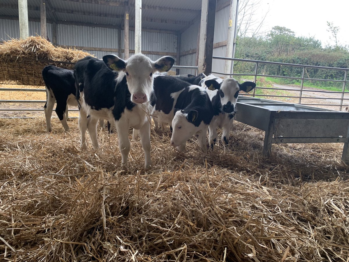 Happy boys and girls after getting some fresh bedding👍🏻 Mix of breeds but I think it’s clear to say that the #britishblues are the heaviest! #storecalves #dairycrosses #beef #britishfarming #supportyourfarmers #youngstock #youngfarmer