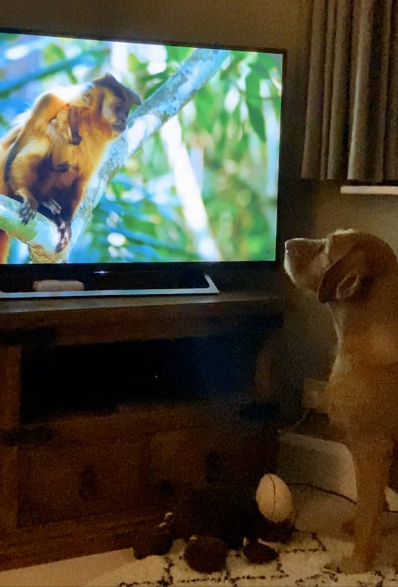 KJL2910's tweet image. #SevenWorldsOnePlanet - fantastic family viewing #enthralled