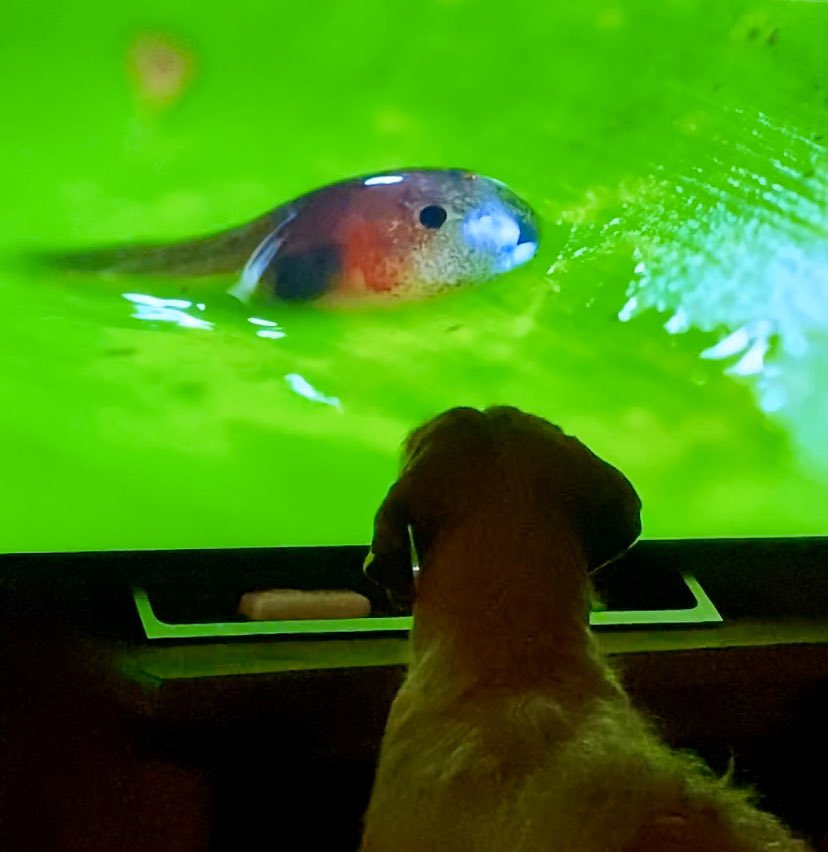 KJL2910's tweet image. #SevenWorldsOnePlanet - fantastic family viewing #enthralled