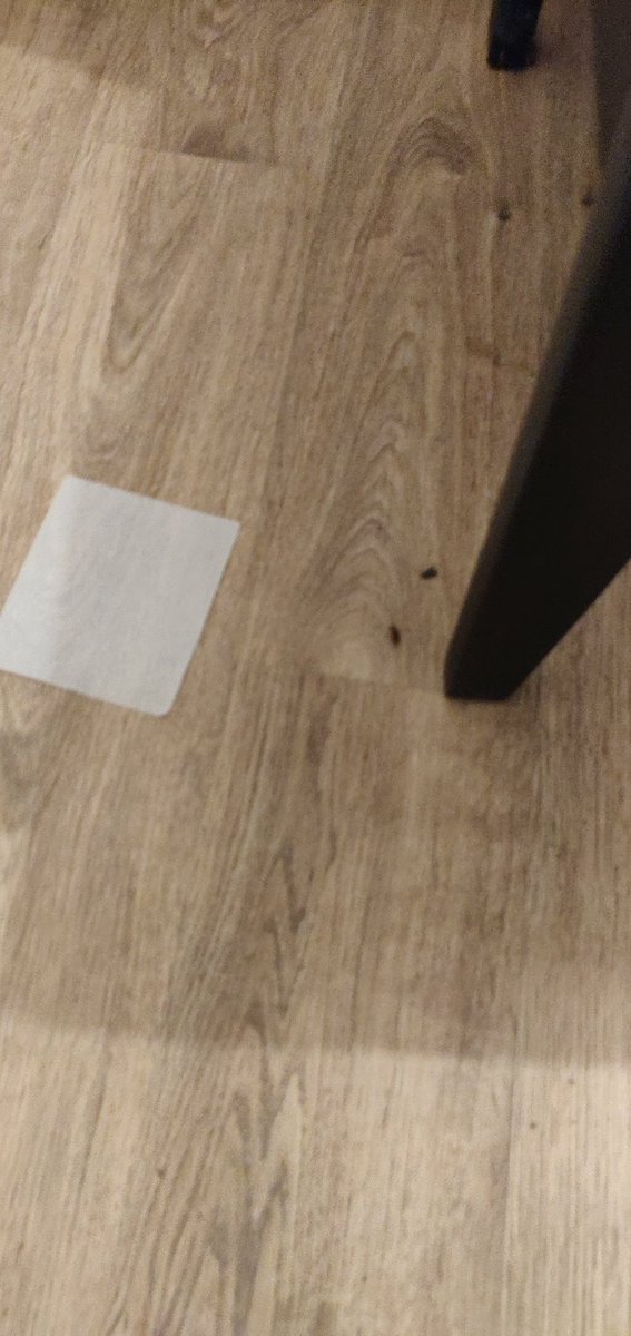Gaurav83661944's tweet photo. My booking id is HTLGVXWEGB 
U can see cockroaches everywhere in room hotel staff done all the things but still there are cockroaches everywhere at night 1pm i m standing outside the room n i m staying in townhouse

 @goibibo @OYO4U @oyorooms https://t.co/xpH0EnpGoC