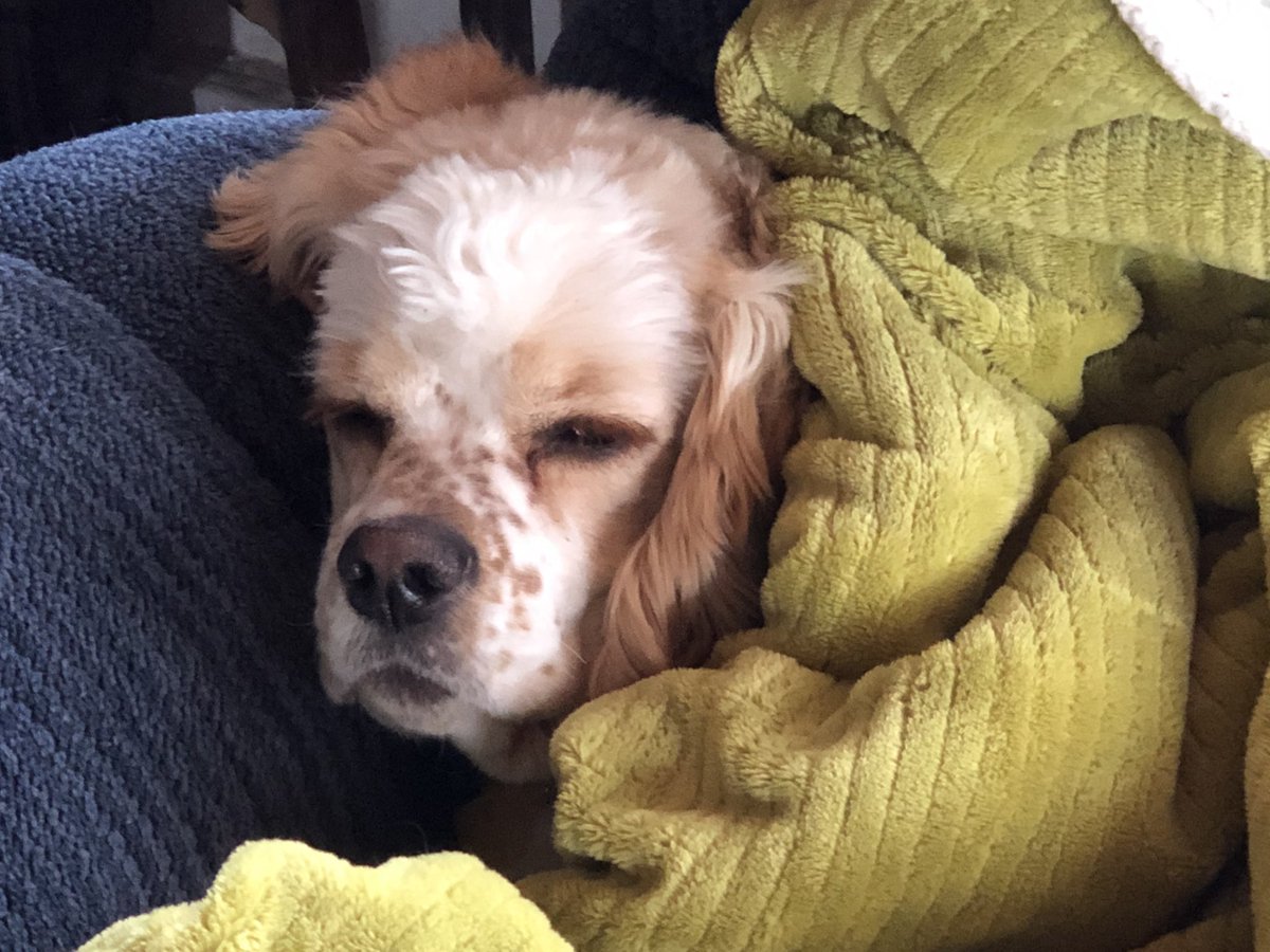 loristephan's tweet photo. Snuggling in on a windy fall Sunday https://t.co/SRybxXC3eX