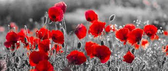 BrandonParkPS's tweet photo. Remembrance Day 2019

For the Fallen, Laurence Binyon

They shall grow not old, as we that are left grow old: Age shall not weary them, nor the years condemn. At the going down of the sun and in the morning, We will remember them. #RemembranceDay2019 https://t.co/vRDXpGPEew