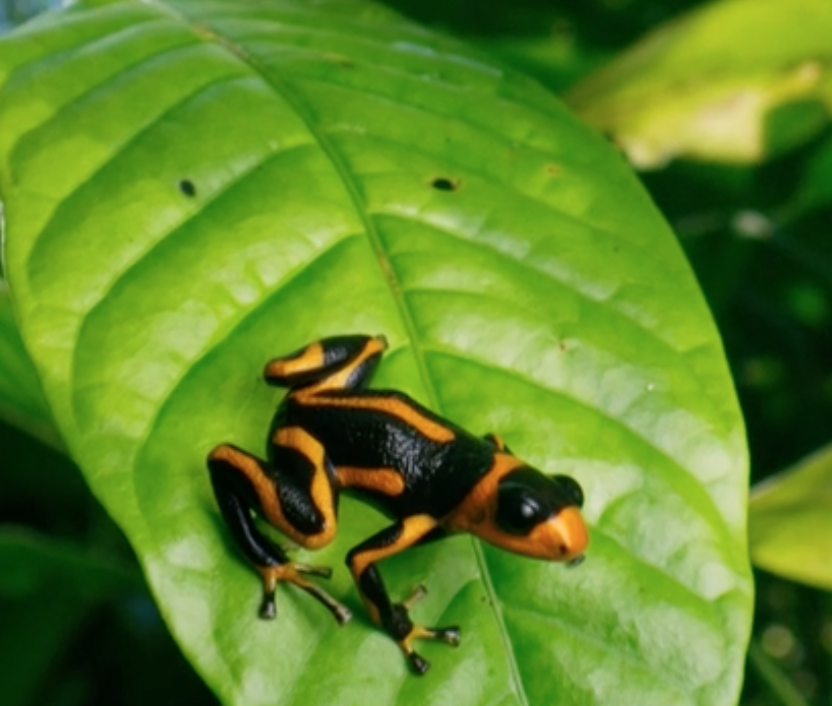 SpartacusVen's tweet photo. Anyone know what dendrobate 🐸 is the one from episode 3 of #sevenworldsoneplanet ??? 🤔🤔🤔🤔🤔🤔 https://t.co/PJq5ydyzmX