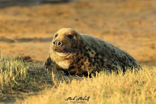 Seal in Autumn golden light. #instanaturefriends #splendid_animals #naturehippys_ #na_natures_art #nature_wizards #wildlife_vision #ourplanetdaily #wildlife_perfection #majestic_wildlife  #nationalgeographic #instawildlife #picoftheday #instagood #jw_sna… ift.tt/2K7nf9i
