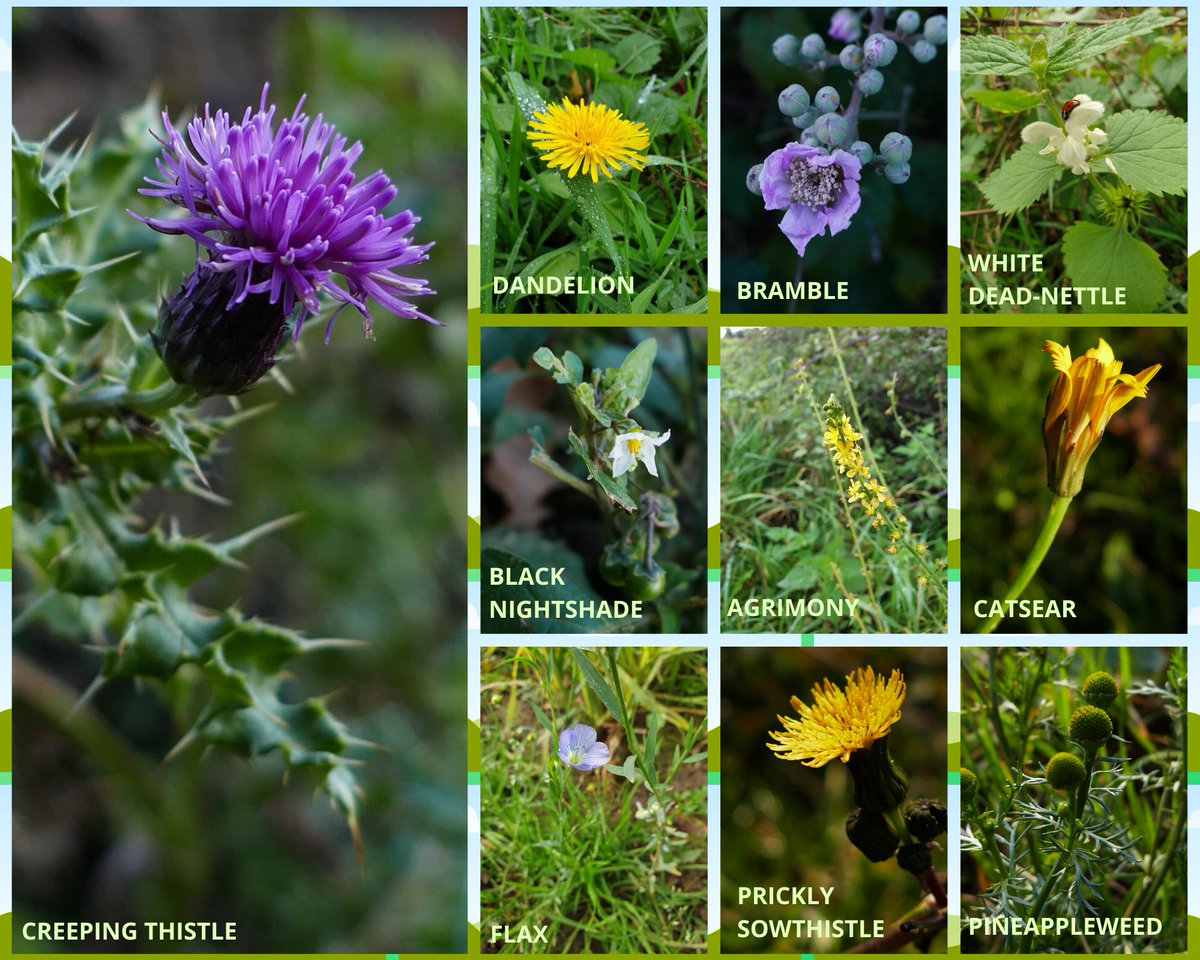 Some finds from mid-Norfolk for this week's #wildflowerhour - #thewinter10 - @BSBIbotany !