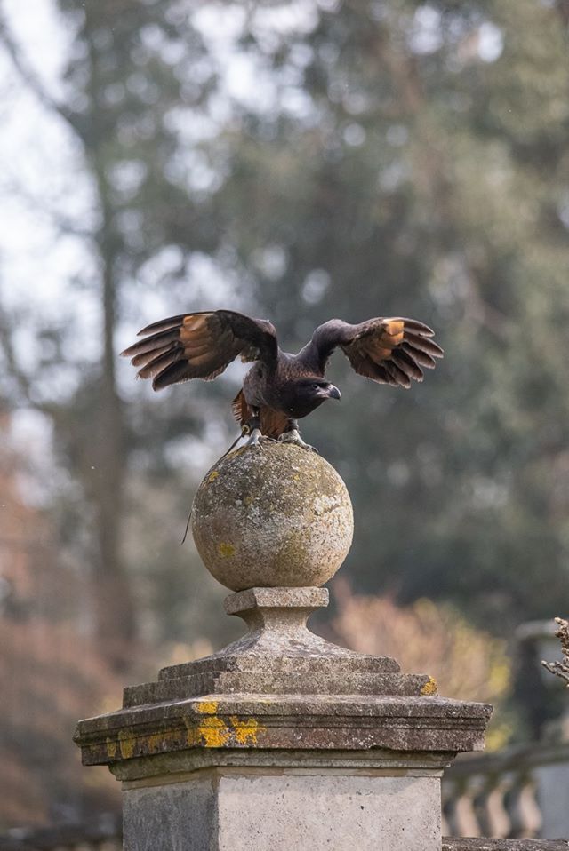 If you're thinking of treating someone to a Faversham experience for Christmas - check out <a href="/joesbows/">Joe's Bows</a> who hold Birds of Prey Experience Days at Mount Ephraim  along with Archery Days and other outdoor pursuits.  You can buy a voucher on their website:  buff.ly/2lQX4Hi