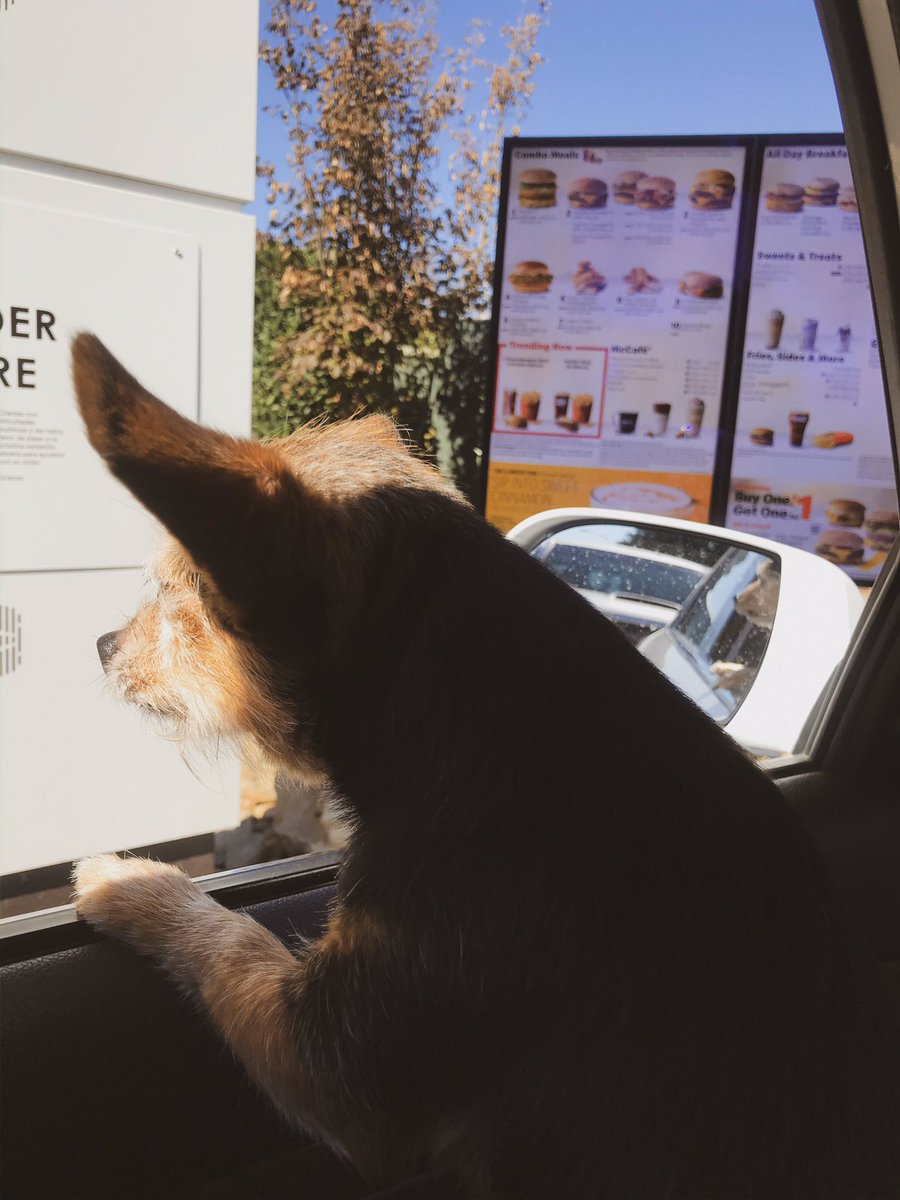 ApriltheChorkie's tweet photo. No one:
Me: yes, a million hash browns plz
🍳🍟🤷🏼‍♀️💯🙏🏼
@McDonalds 
#sundayservice 
#dog
#hashbrowns https://t.co/2XButUl6Tu