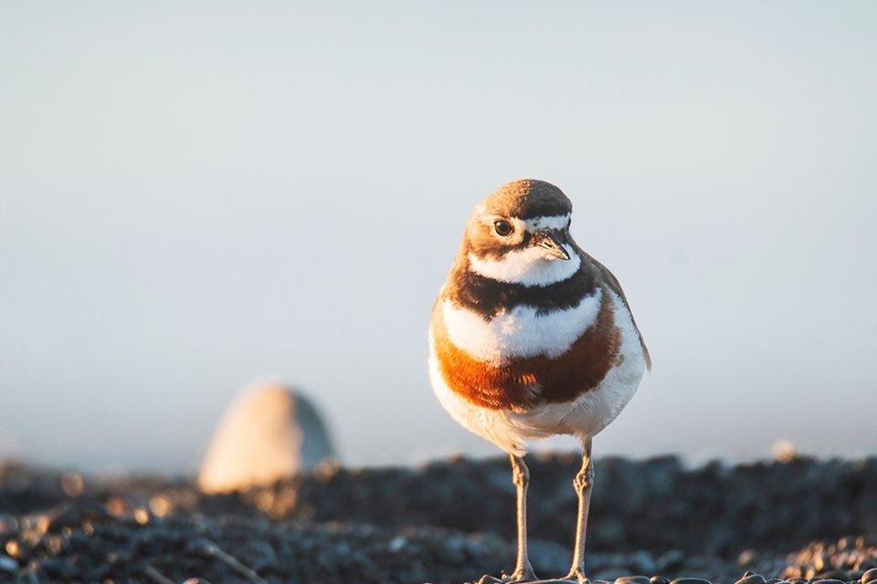 Banded Dotterel for Bird of the Year tweet media