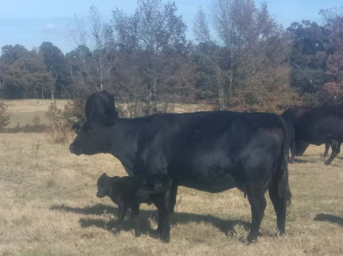 MTranchTX's tweet photo. Another new little heifer born last night. https://t.co/a8pvVin7aJ