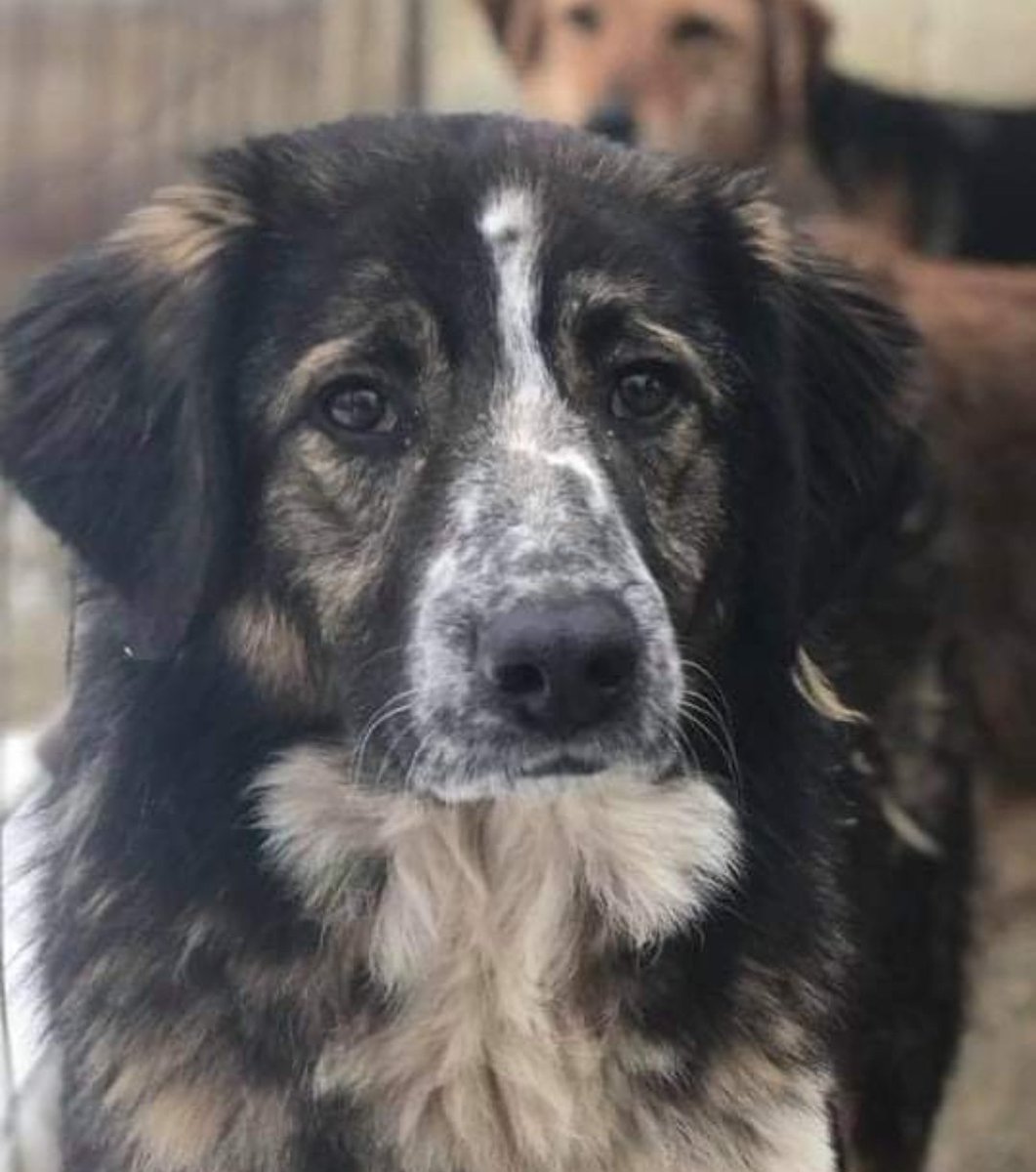 MissingPetsGB's tweet photo. 🏡 this two-time houdini is back home safely again.

"Home! She went into the humane trap this evening, thanks to her sausage habit... we have her home now" 

Third time is not the charm here, CARINA.
Stay close now. #reunited https://t.co/pLjOUKb08A