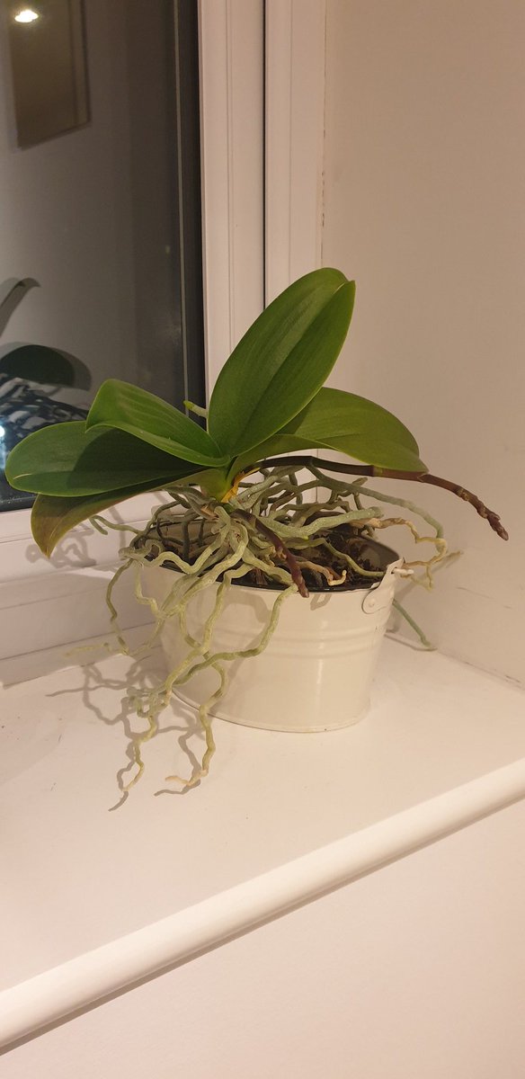 Can anyone tell me if my orchid is pot bound or is this a normal air roots? It's healthy in every other way, new leaves and 2 new flower stems..#orchid #houseplant