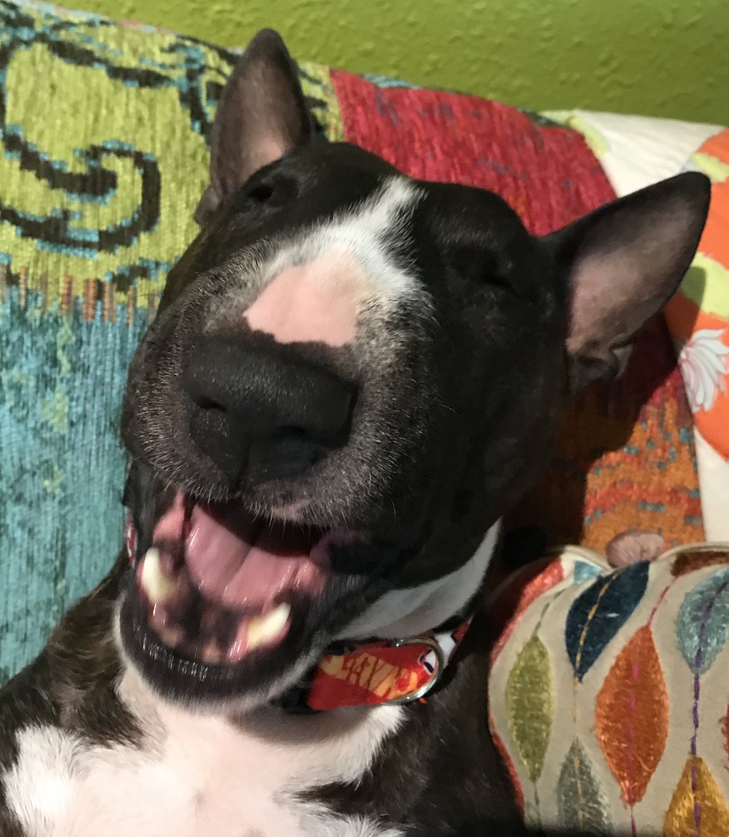 Lynn Ferguson-Cash (@bull4me2) on Twitter photo 