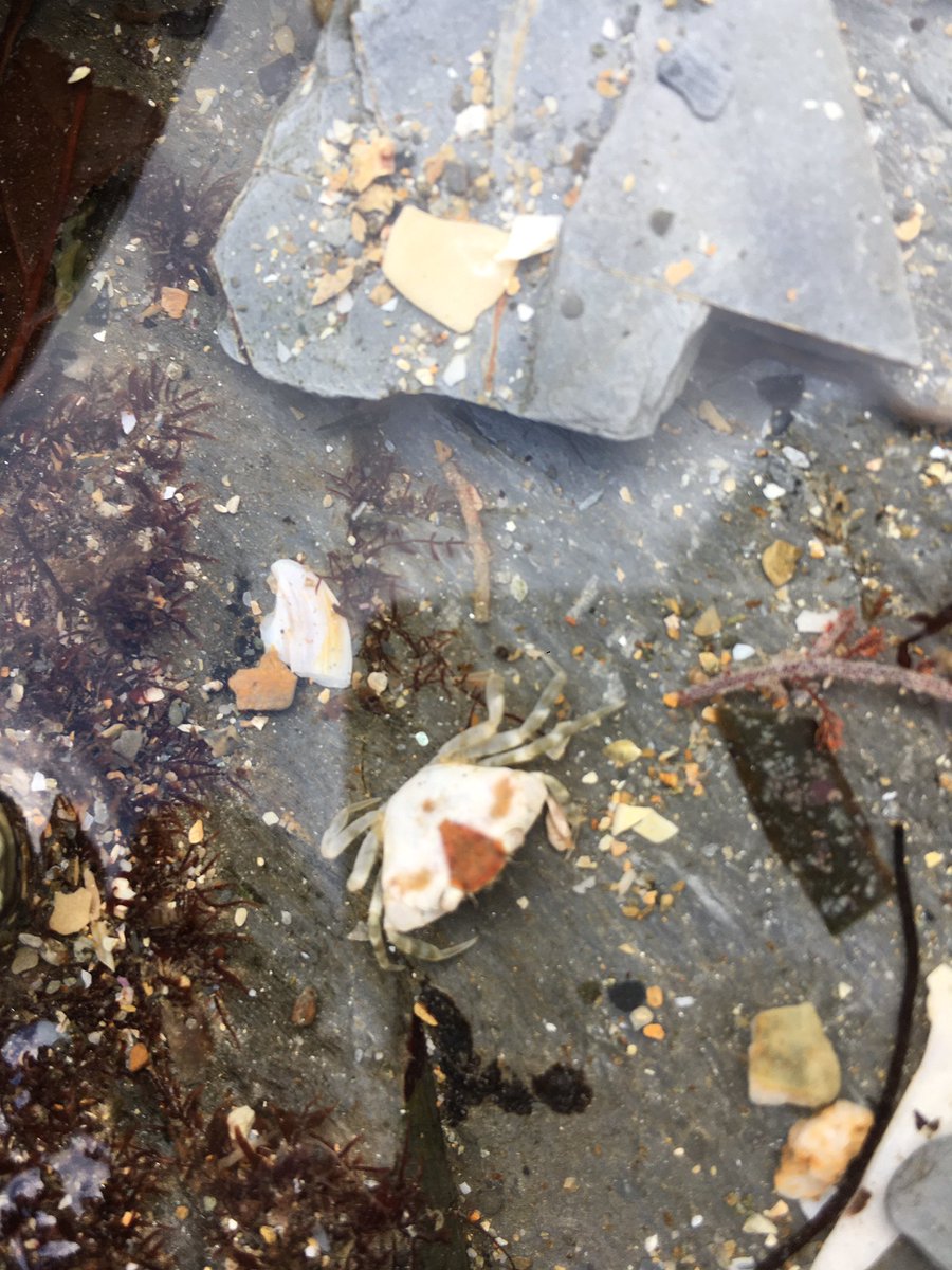 BaldNeanderthal's tweet photo. High abundance of juvenile and adult shore crabs(Carcinus maenas) on the Kernow coast. Not to be taken with a pinch of salt https://t.co/6wo6fPUH6T