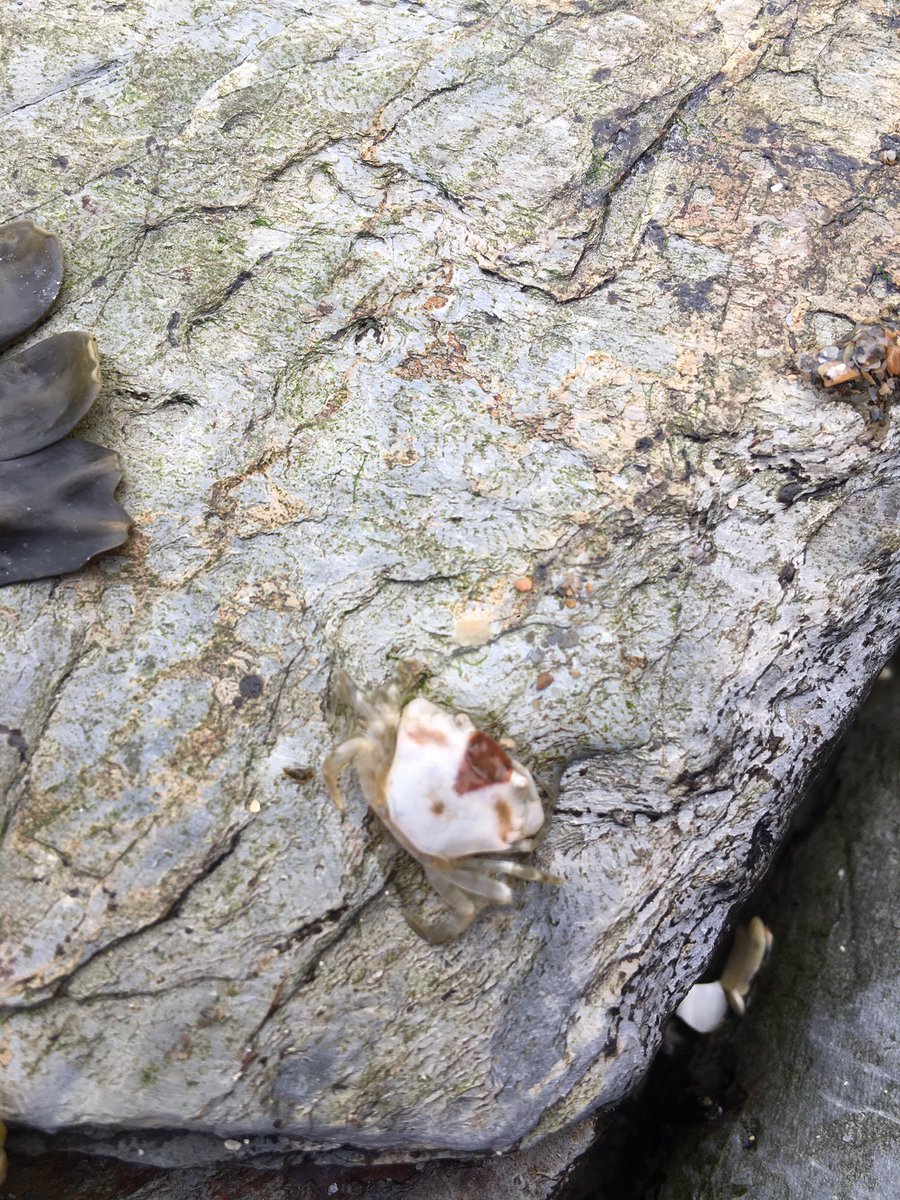 BaldNeanderthal's tweet photo. High abundance of juvenile and adult shore crabs(Carcinus maenas) on the Kernow coast. Not to be taken with a pinch of salt https://t.co/6wo6fPUH6T