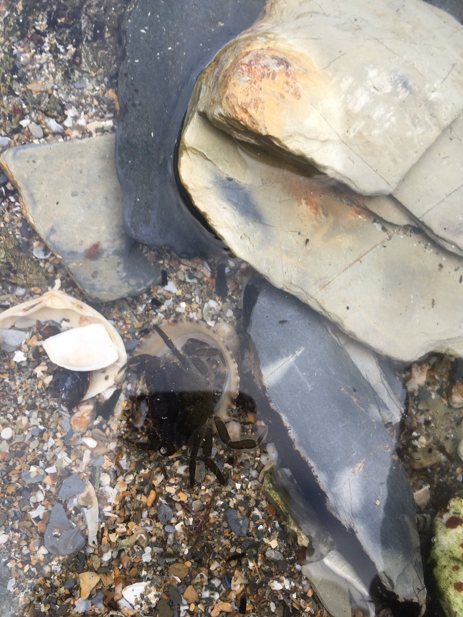 BaldNeanderthal's tweet photo. High abundance of juvenile and adult shore crabs(Carcinus maenas) on the Kernow coast. Not to be taken with a pinch of salt https://t.co/6wo6fPUH6T