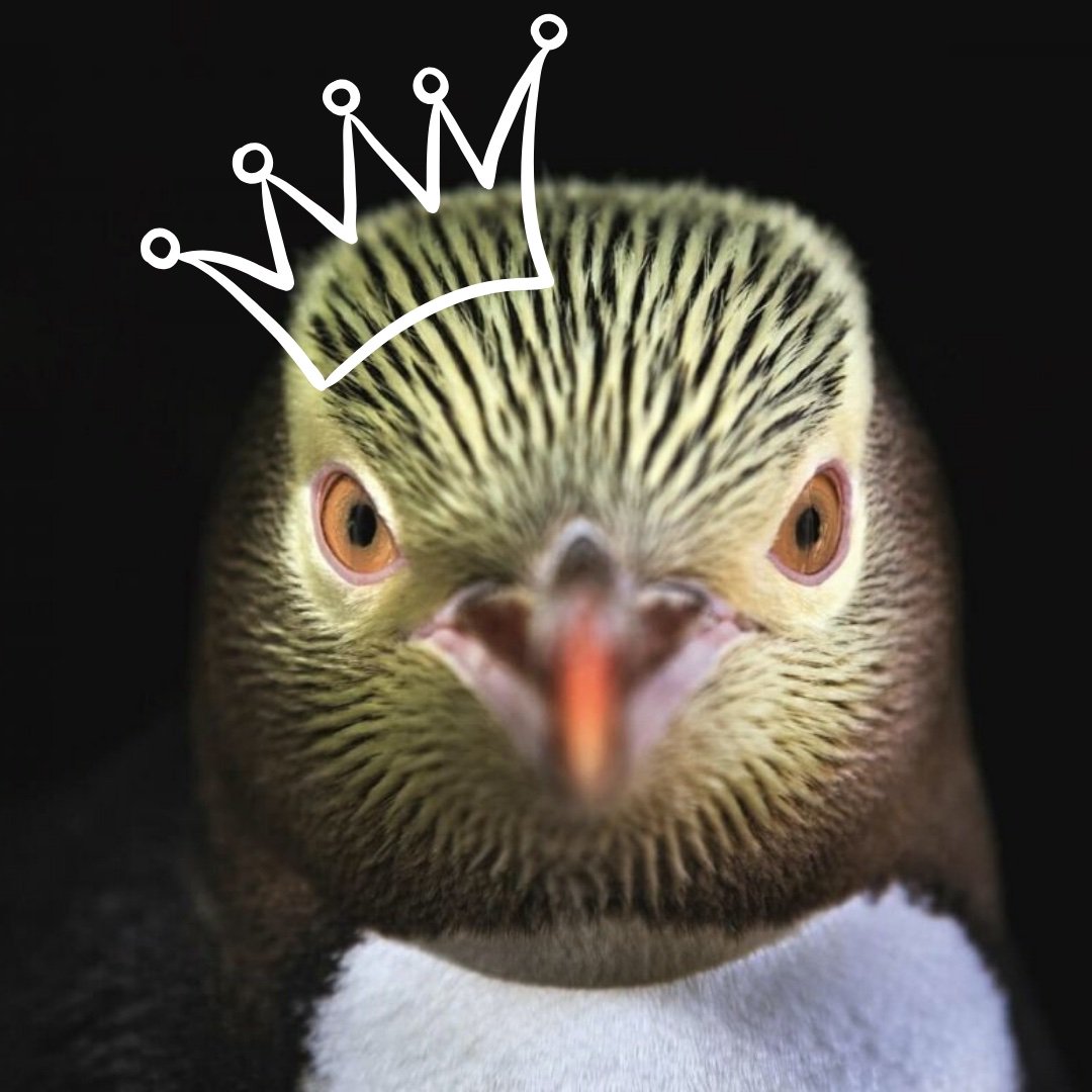 #BirdOfTheYear 2019: Hoiho takes the crown.
Having the hoiho, yellow-eyed penguin, victor marks the first seabird winner.
The kākāpō, black robin, banded dotterel and pīwakawaka were on the winner's tail.
Hopefully you learned something about #NewZealand's amazing #NativeBirds.